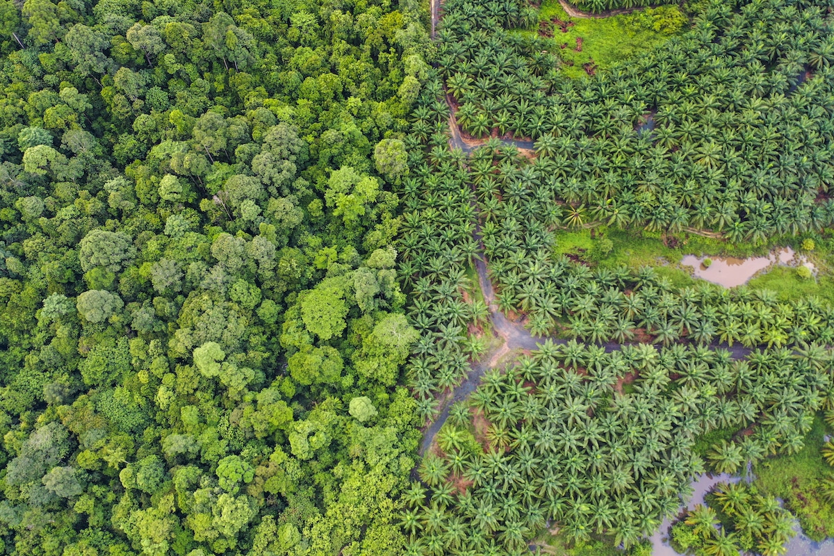 African Oil Palm (Elaeis guineensis) plantation bordering primary tropical rainforest in Tangkulap Forest Reserve, Sabah, Borneo, Malaysia