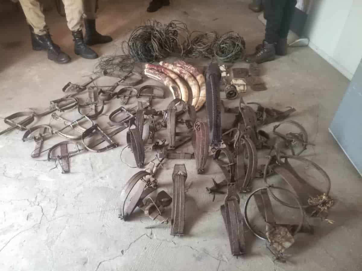 A collection of elephant tusks, wire snares, gin traps and other poaching paraphernalia confiscated by Panthera-trained and led Community Game Guards in Luengue-Luiana National Park, Angola.