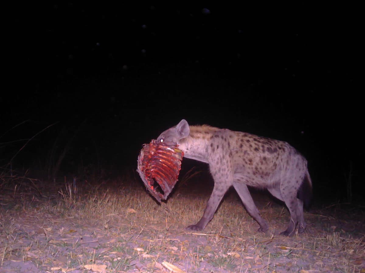 A hyena carries remains of a kill in Luengue-Luiana National Park, Angola
