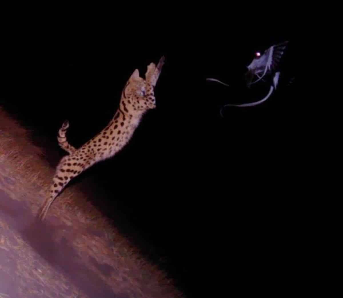 Serval Attempting to Catch Prey in Zambia