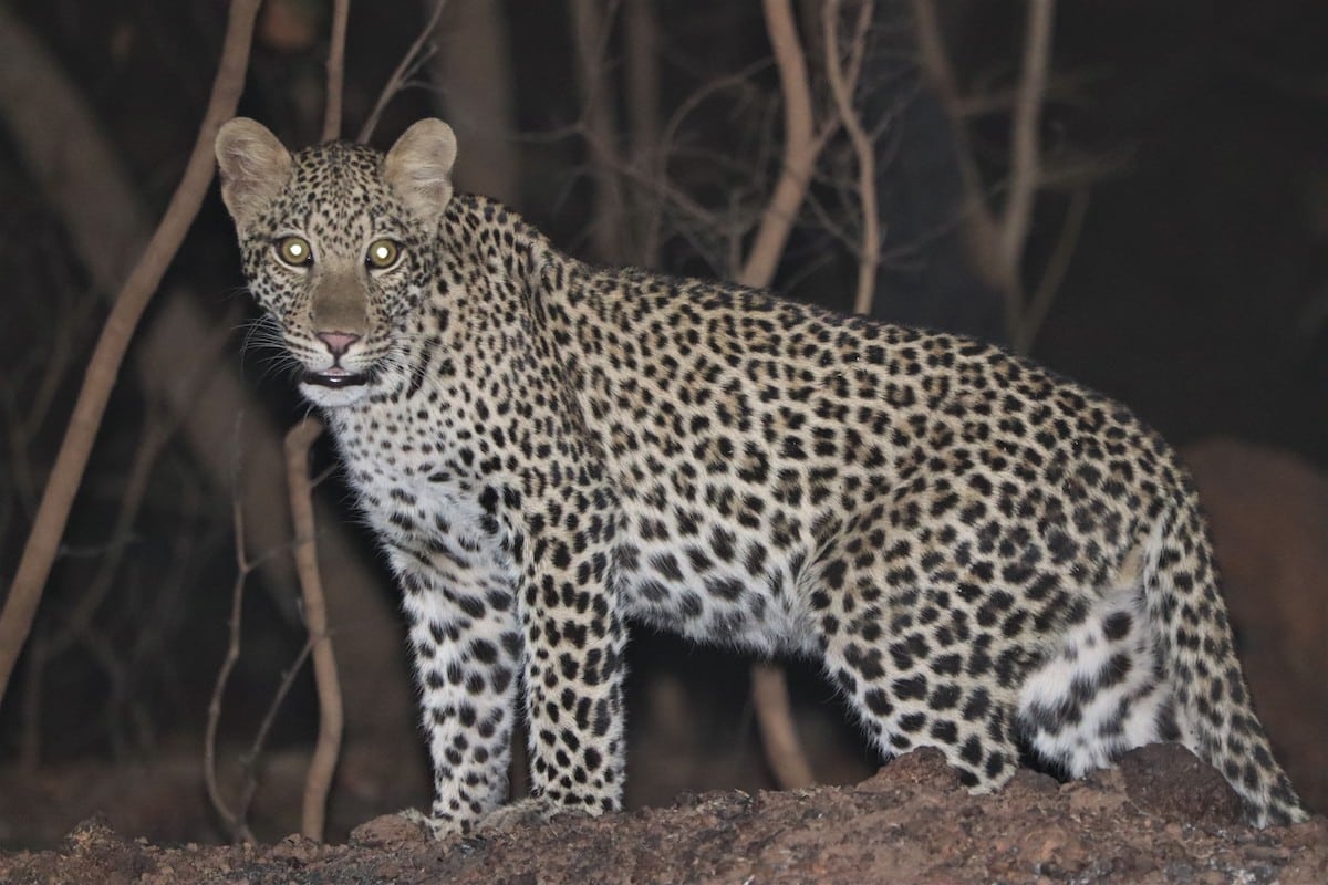 Young Female Leopard in Senegal