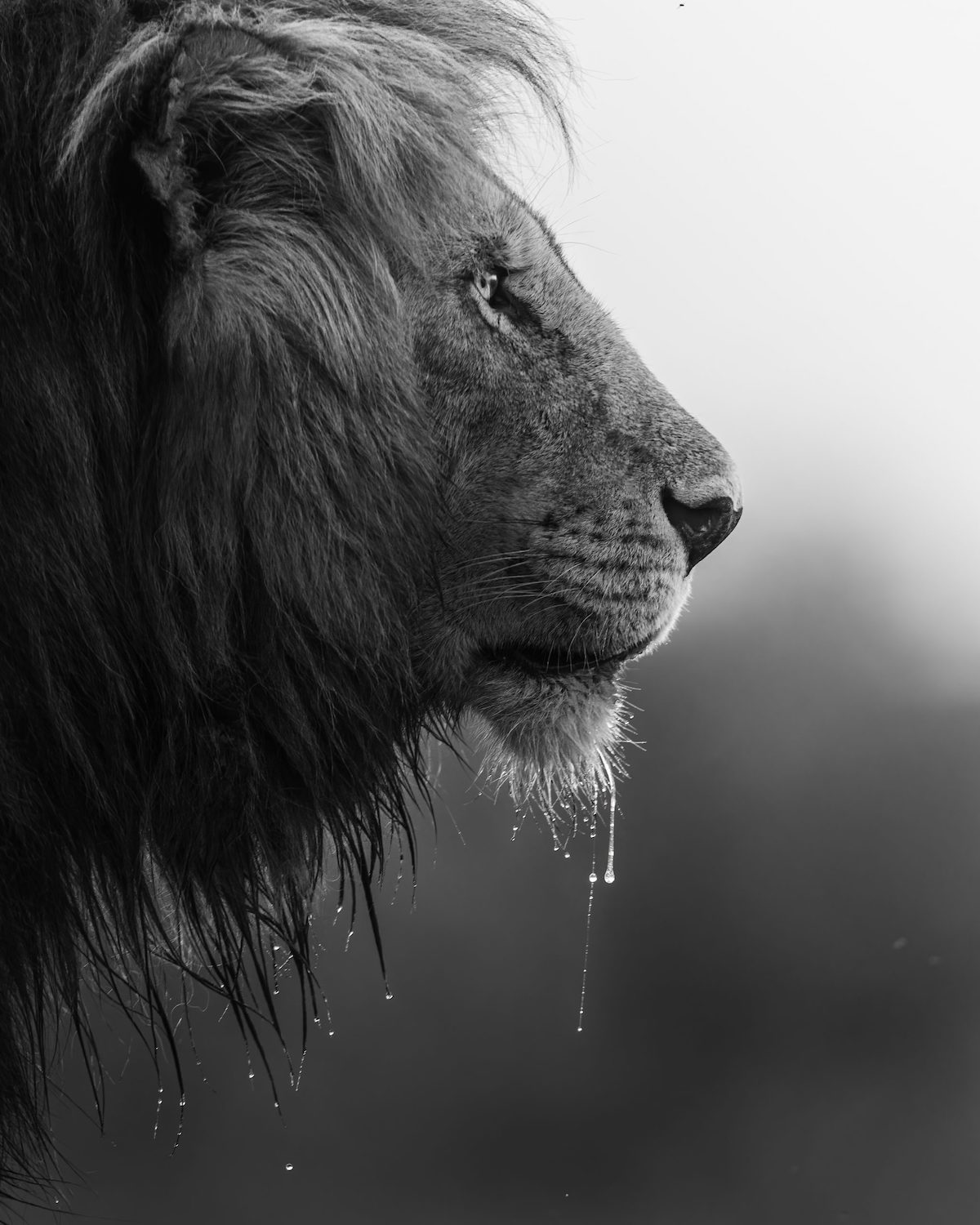 Lion with Water Dripping from Its Mane