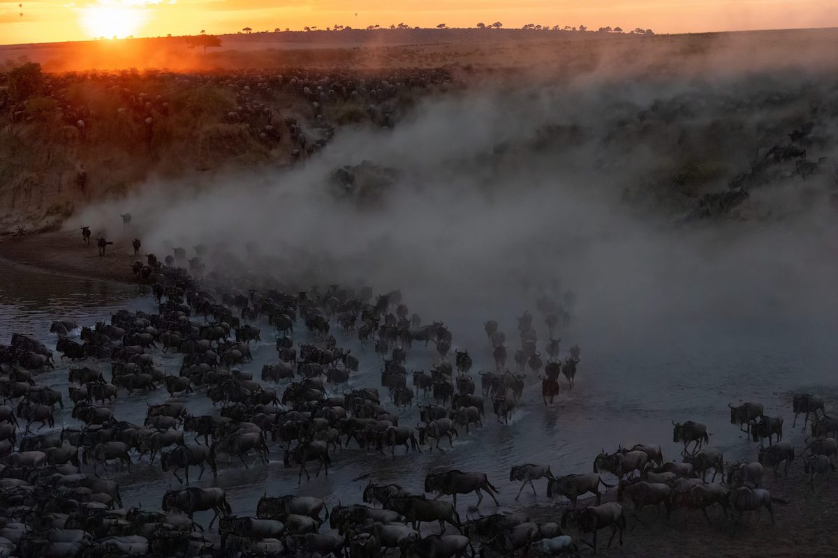 Wildebeest Herd Crossing at Sunrise
