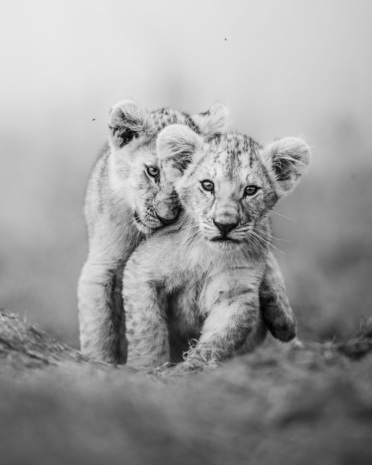 Black and White Portrait of Two Lion Cubs Snuggling at the Maasai Mara