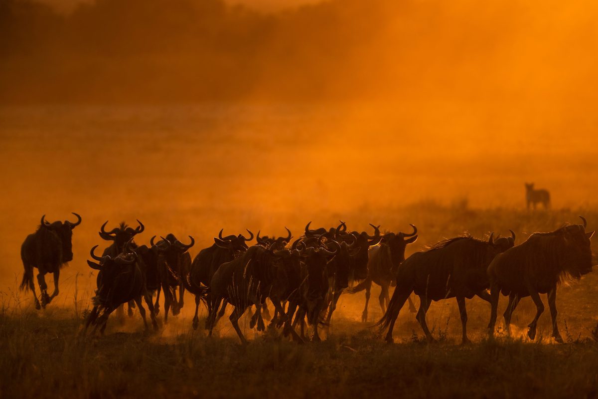 Wildebeest Stampeding at Dawn