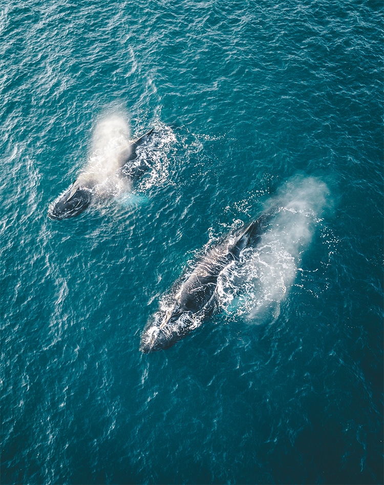 Humpback Whales Almost 9,000 Miles Apart Sing the Same Song