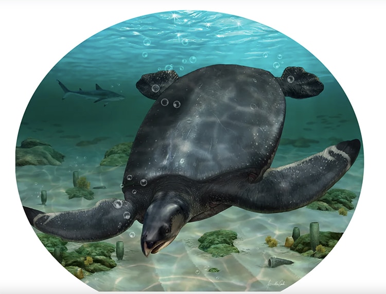 Fossil of Ancient Giant Sea Turtle the Size of Rhino Discovered in Spain