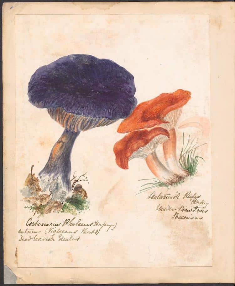 Fungi Illustration Book by M.F. Lewis
