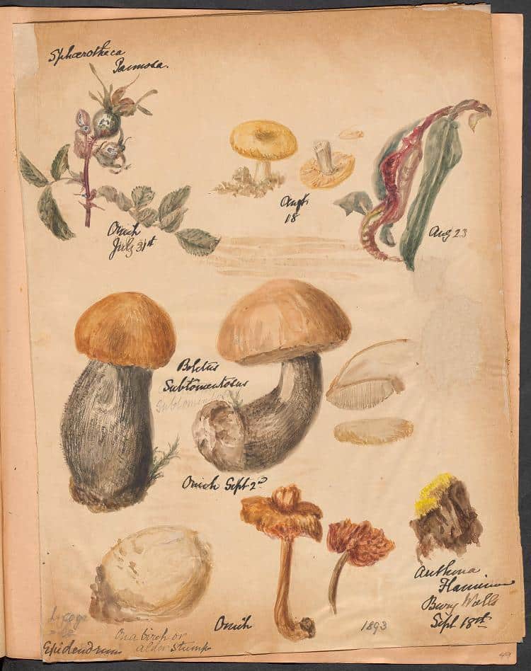 Fungi Illustration Book by M.F. Lewis