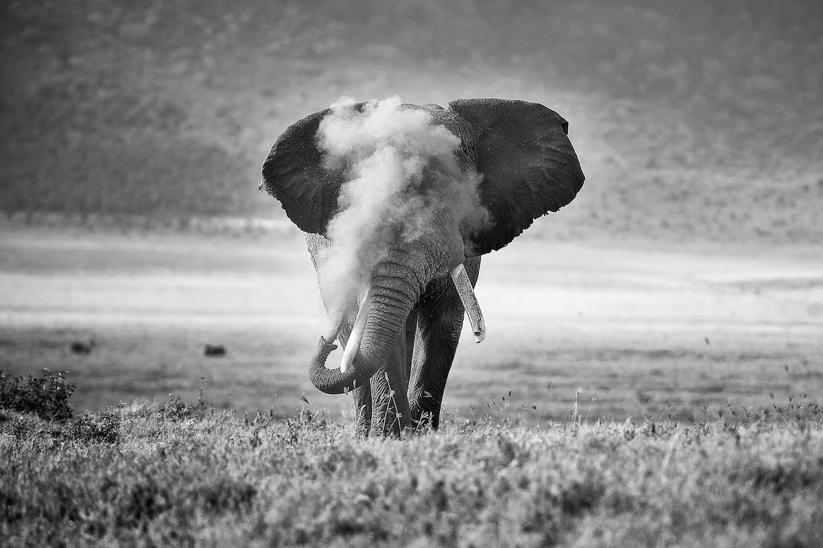 Black and White Photo of an Elephant in Tanzania Puffing Dust