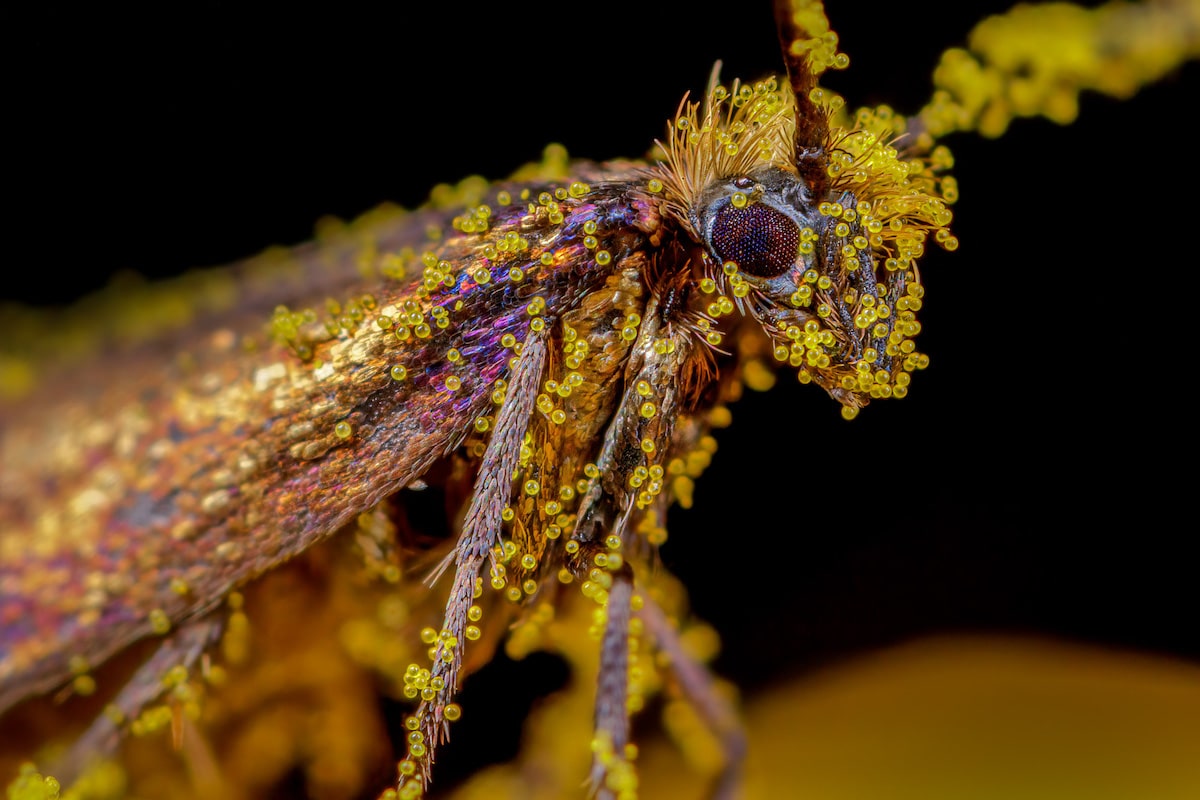 Micro-moth (Micropterix calthella) covered in golden balls of pollen