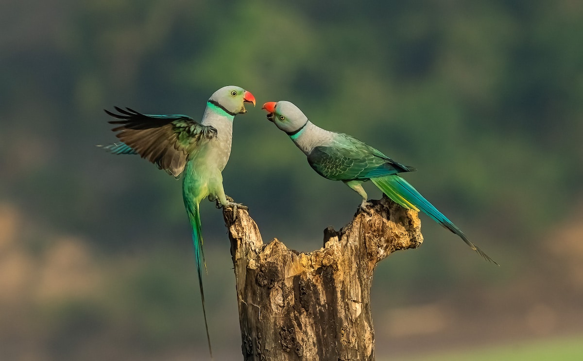 Two Fighting Malabar Parakeets
