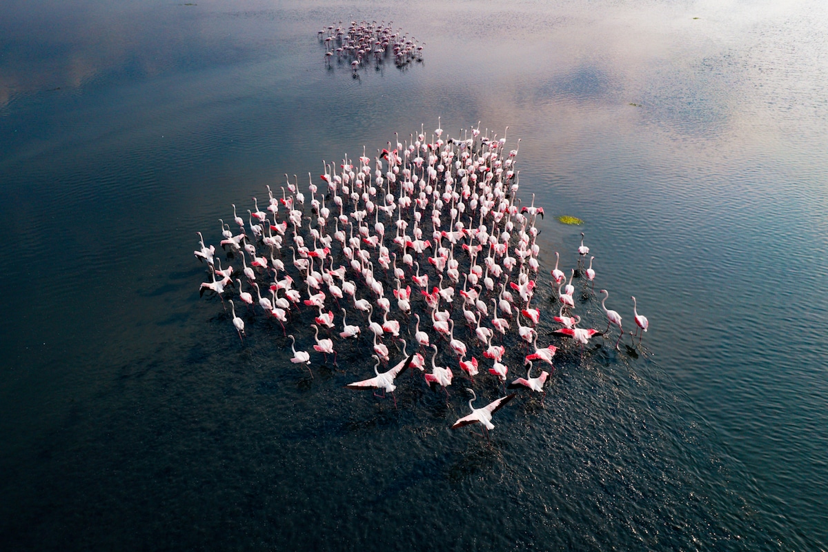 Flamingo Migration at Pulicat Lake in India by Raj Mohan