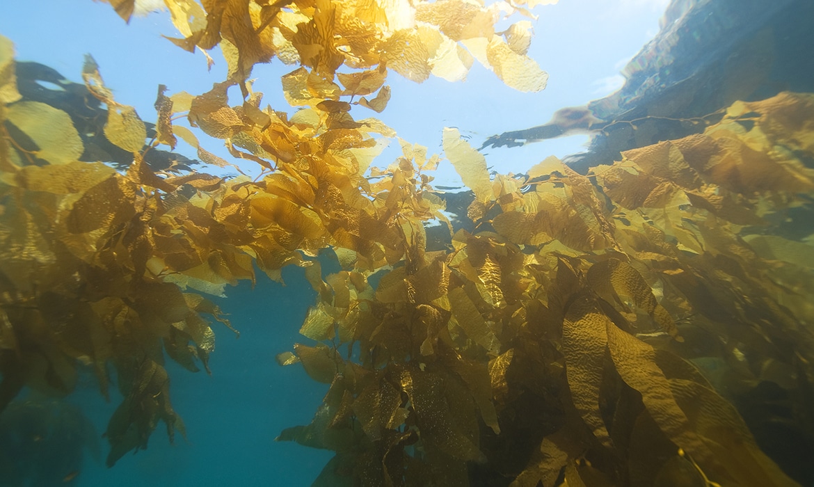 Seaweed Farming Is the Climate and World Hunger Solution We Need