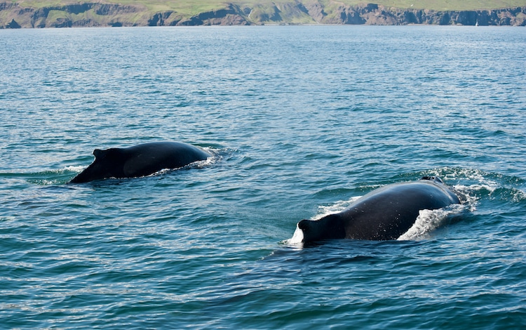 Humpback Whales Swimming