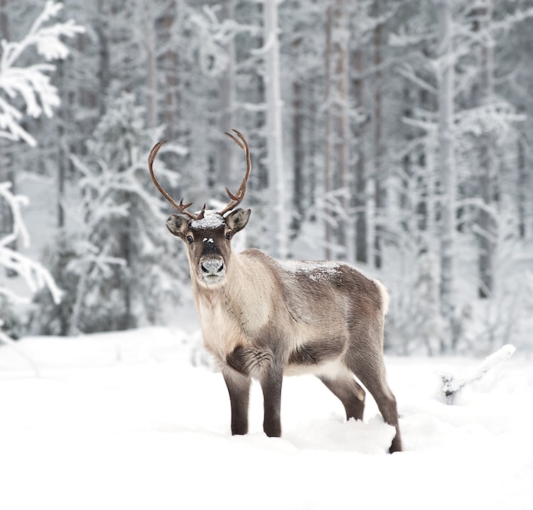 Reindeer in the snow in Scandinavia