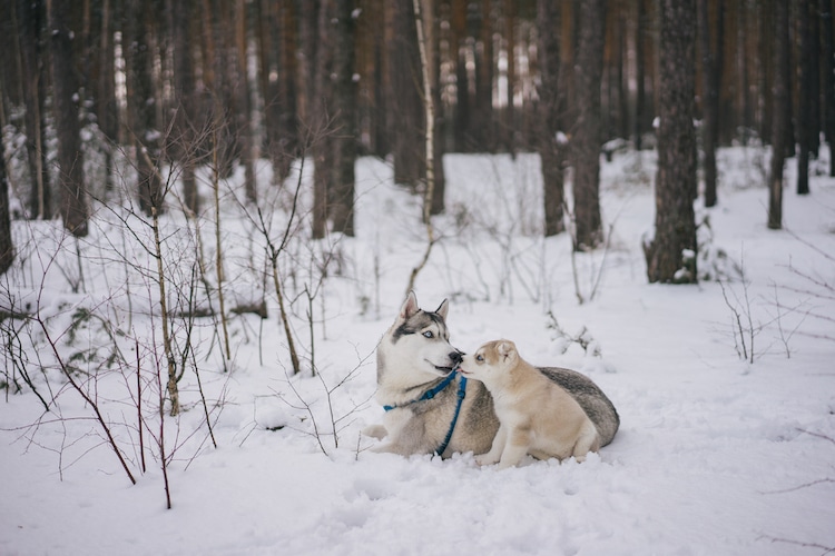 Husky and husky puppy in the snow