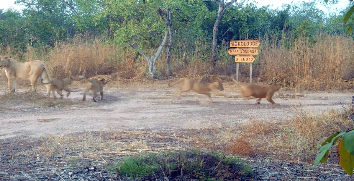 The first record in Senegal of a female lion with four cubs, documented in Niokolo Koba National Park (NKNP)